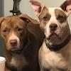 cletusandlily_rescuedogs