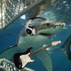 epicsharks3