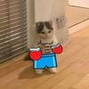 gatito.boxeador