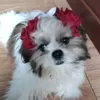 bingjac