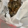 booksandcats29