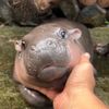 pooper_6