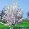 khankakar25