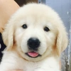 golden_retriever_sg_q9