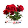 Roseflower.pk