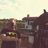 maythehorsebewithyou