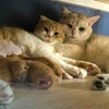 Gia đình của mèo Cam 🍊