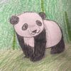 panda_12579