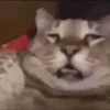 myabiyuki
