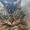 cassncatz