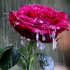 waqarkhan3769