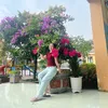 hangdolly123