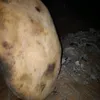 zyycu