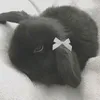 m4rsbunny