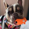 milo_the_frenchie0