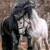 mouhamedallam61