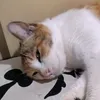 uraramaria