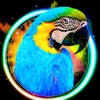 manko_macaw