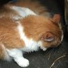 pizza_the_cat2