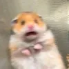 crybeeo