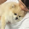 wrpiwppt