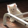 www.tiktok.comcat5