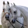 horselove.40