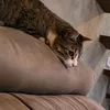 henryeosgatos