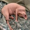 oceanthesphynxcat