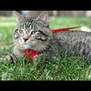 gizmospage