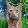 oramge.bitey.boi