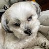 barlie_chauer_