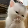 jeejeeasd