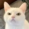pico_de_gato