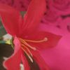 sdff_8