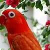 tahaa__70