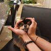dinastha_