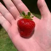 granstek