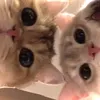_gia_bao.o.o_