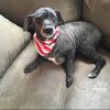 puppysquad30