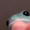 phrogh0e