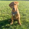 bonnie_the_foxredlab