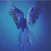 ice.bird
