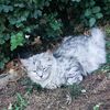 ahmad_y170