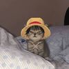 strawhatcat007