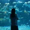 lamnhinu