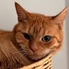 Boba the Orange Tabby