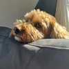 teddybearthecockapoo6