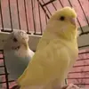 daliybudgies