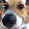shakethecorgi